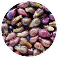 Grape seed extract ingredient supporting body balance in LipoFit