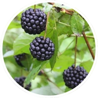 Eleuthero root extract included in LipoFit supplement blend
